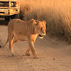 Serengeti classic safari